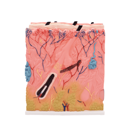 Модель «Кожа человека»